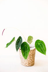 Anthurium forgettii